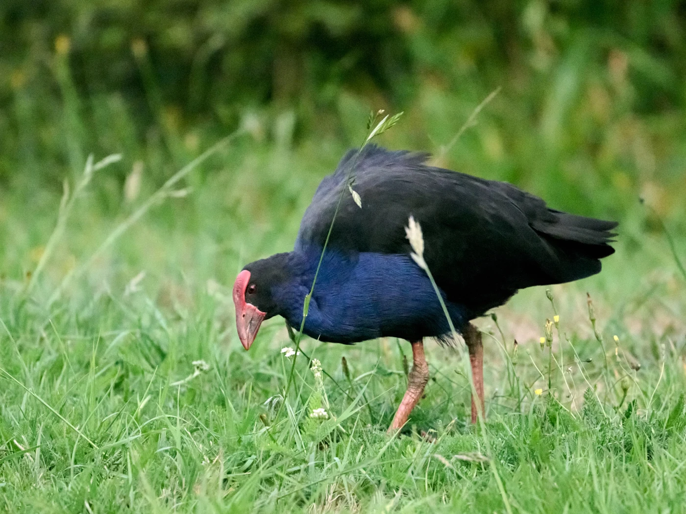 Wildlife